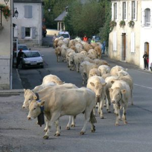 Rébénacq transhumance